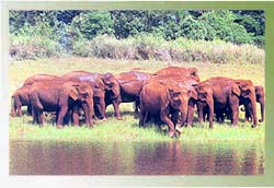 Kerala's Wildlife